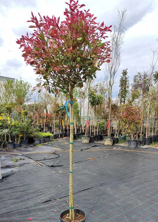 Photinia fraseri 'Pink Marble' 150cm kmeň